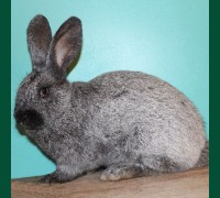 Кролик Серебро с черным 2,5 мес
