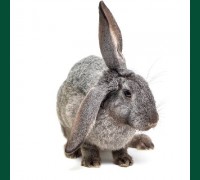 Кролик серый 4,5 мес