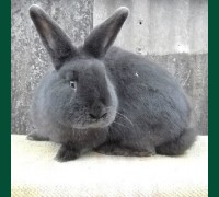 Кролик Венский голубой 1,5 мес