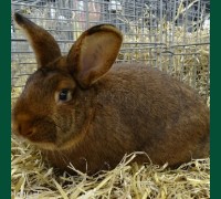 Кролик Венский красно-коричневый 3,5 мес.