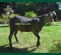 Племенной Англо-Нубийский козел