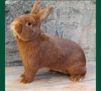 Кролик Новозеландский мал. красный 3,5 мес