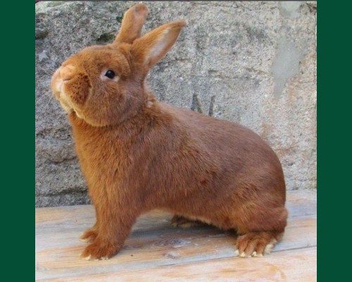 Кролик Новозеландский мал. красный 3,5 мес