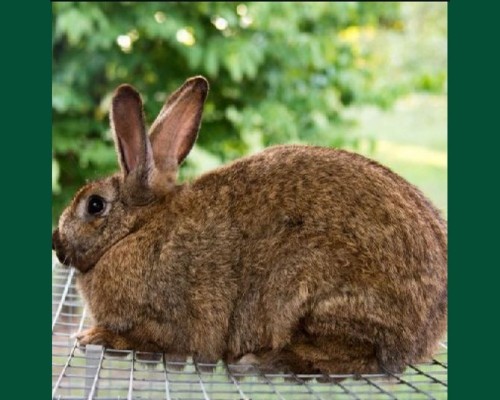 Кролик Шиншила коричневая 1.5 мес