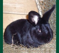 Кролик Бургундский черный 1,5 мес.