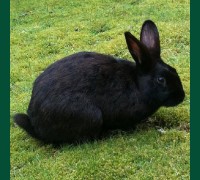 Кролик черный 4,5 мес.
