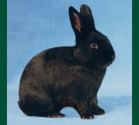 Кролик черный 3,0 мес