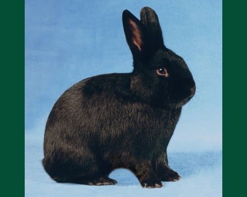 Кролик черный 3.0 мес