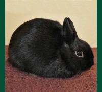 Кролик черный 1.5 мес