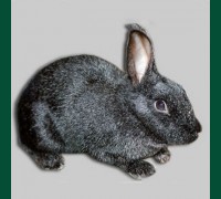 Крольчиха серебряный окрас с черным 3 мес