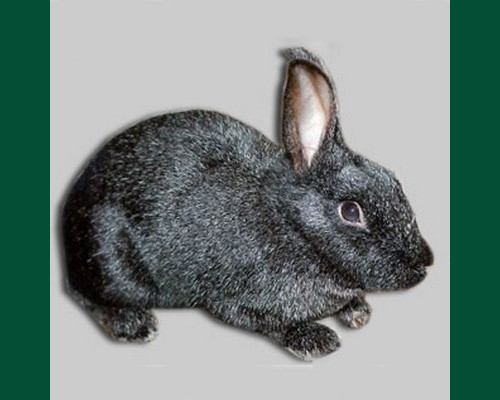 Крольчиха серебряный окрас с черным 3 мес