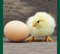 Яйцо инкубационное Брама палевая