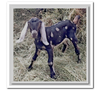 Племенной Англо-Нубийский козлик 3 месяца (чёрно-белый)