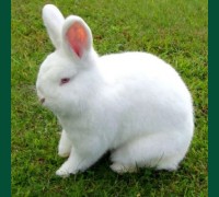 Кролик новозеландский белый 6 мес