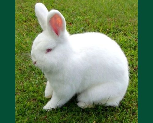 Кролик новозеландский белый 6 мес