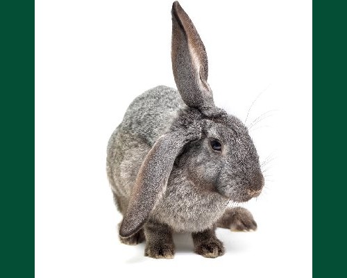 Кролик серый 3.5 мес