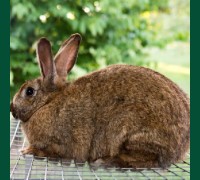 Кролик Шиншила коричневый 6 мес