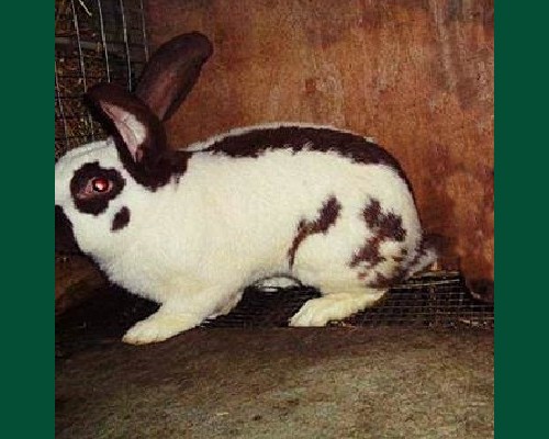 Кролик Строкач коричневый 6 мес