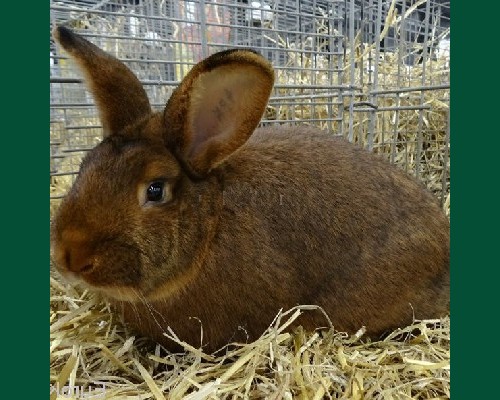 Кролик Венский красно-коричневый 1,5 мес.