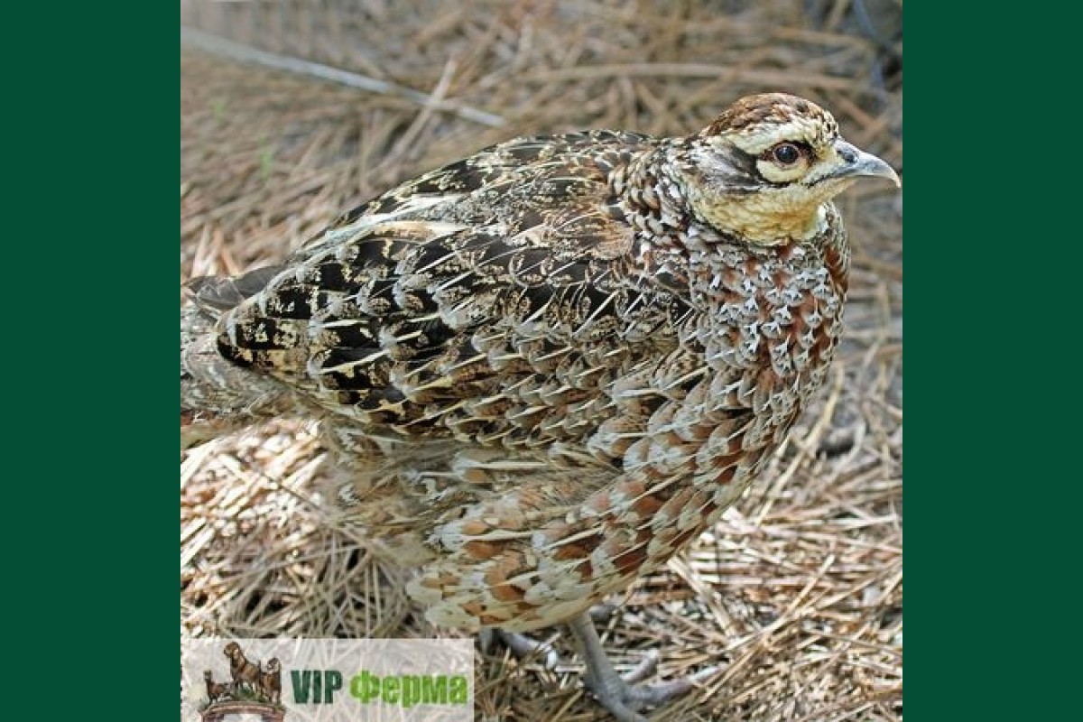Фазан королевский самка 2 года – цена, купить в Москве на сайте  птицеводческого хозяйства «Орловский дворик»