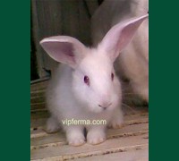 Кролик Белый 1.5 мес