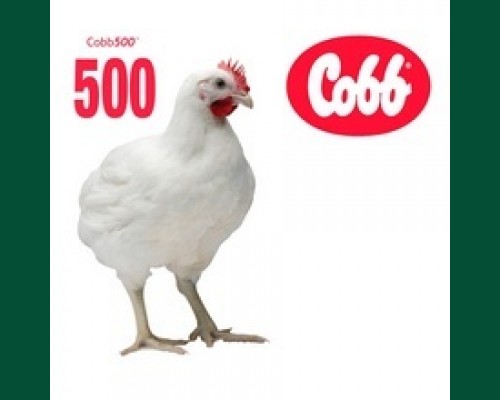 Яйцо инкубационное Кобб-500