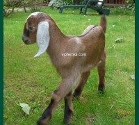 Племенная Англо-Нубийская коза 8 мес