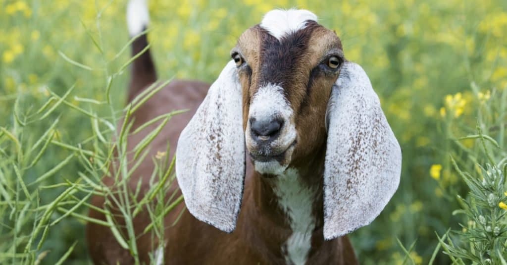 фото нубийской козы