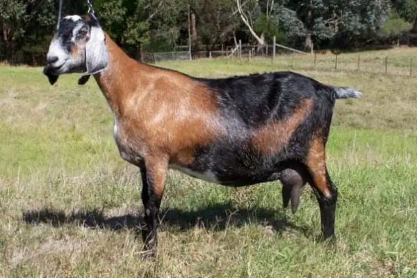 нубийская коза