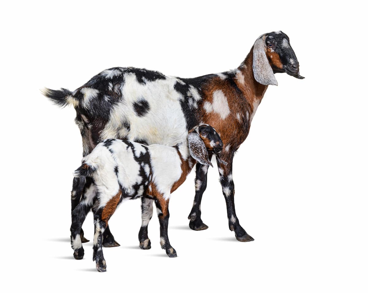 нубийские козы - экстерьер породы